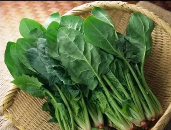 2024年09月15日:高汇:为什么1300斤菠菜只卖15元